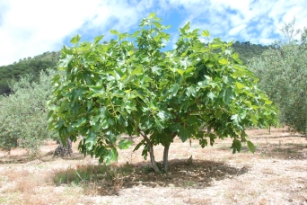 fig-tree